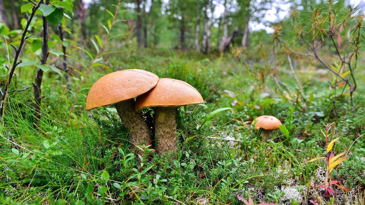 На полянке грибы растут как попало