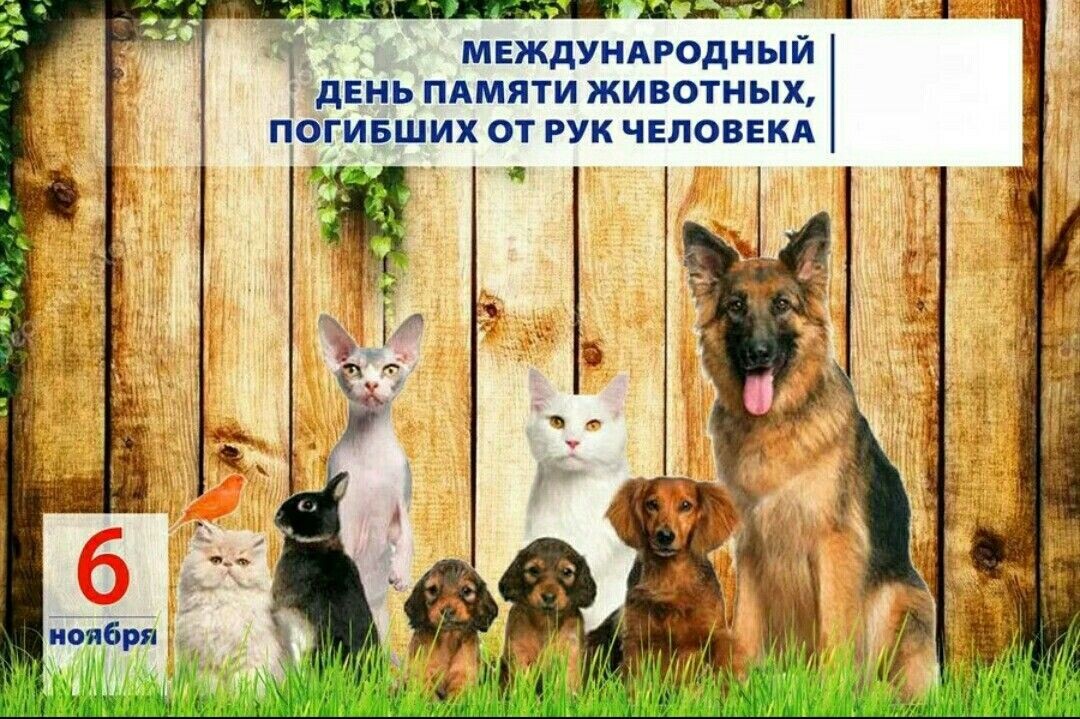 Источник: https://nz.pinterest.com/pin/6-november--582371795584069635/