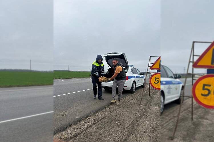    Фото: Госавтоинспекции Ростовской области Веселовские вести