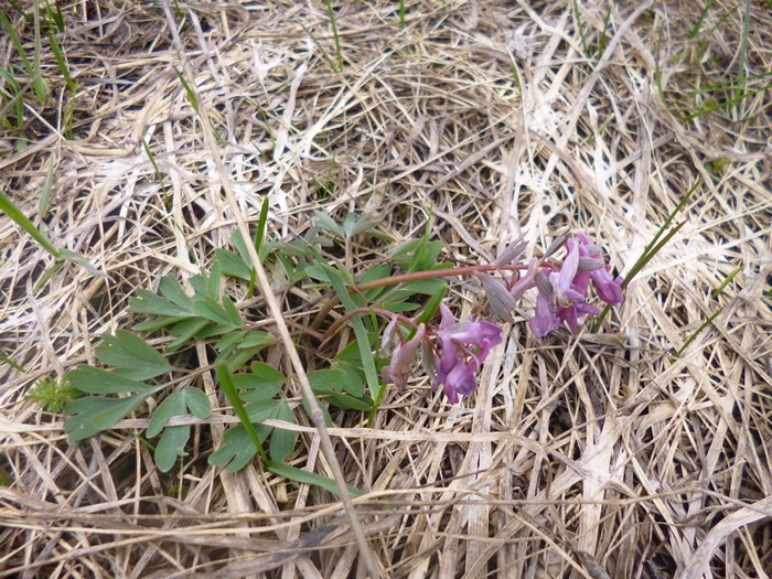 Хохлатка неплохо заметна на фоне прошлогодней травы (фото из архива автора)