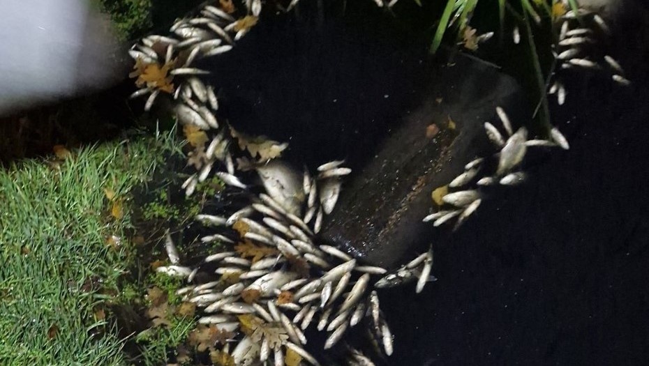 Автор фото: группа "Большая Охта для жителей" в соцсети "ВКонтакте"