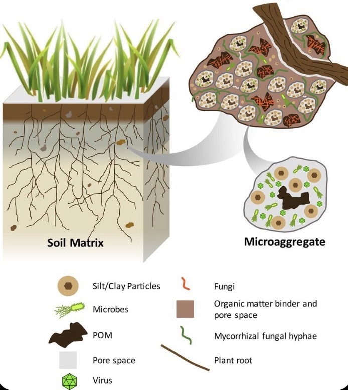 Корни чувствуют границы горизонтов и выбирают, где мягче, влажнее и богаче кислородом.