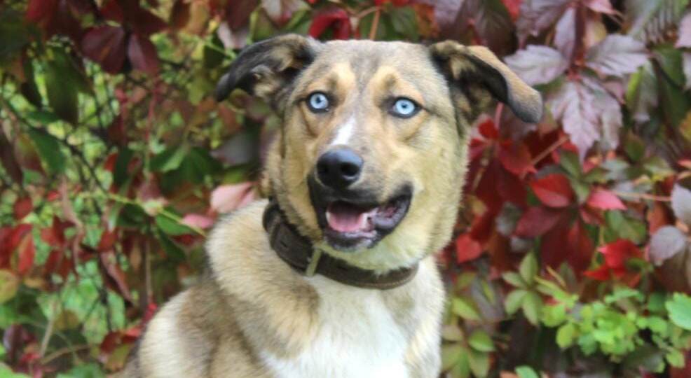 Сбор закрыт!Помогите, пожалуйста, оплатить передержку Скаю!