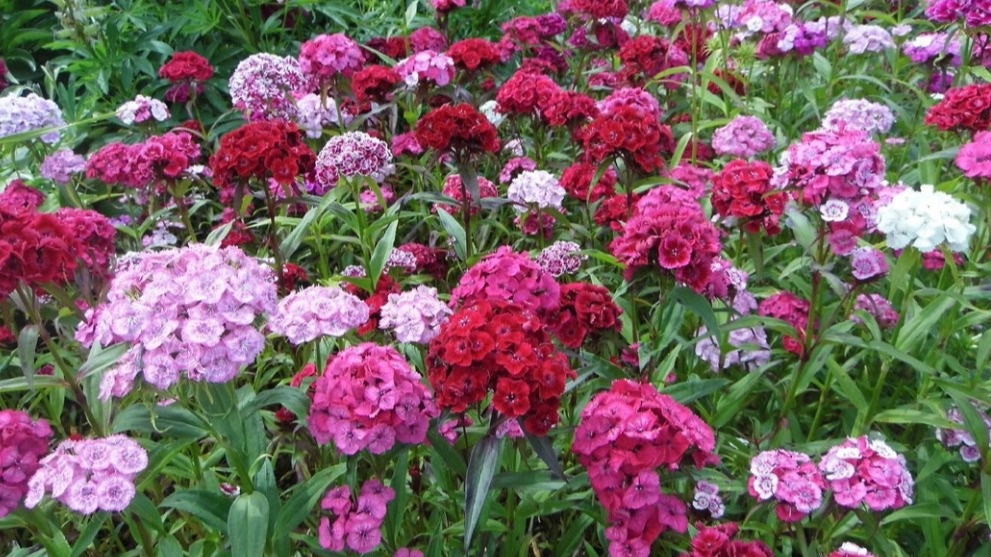 Мой участок сейчас - 80 квадратов сплошного цветения турецкой гвоздики