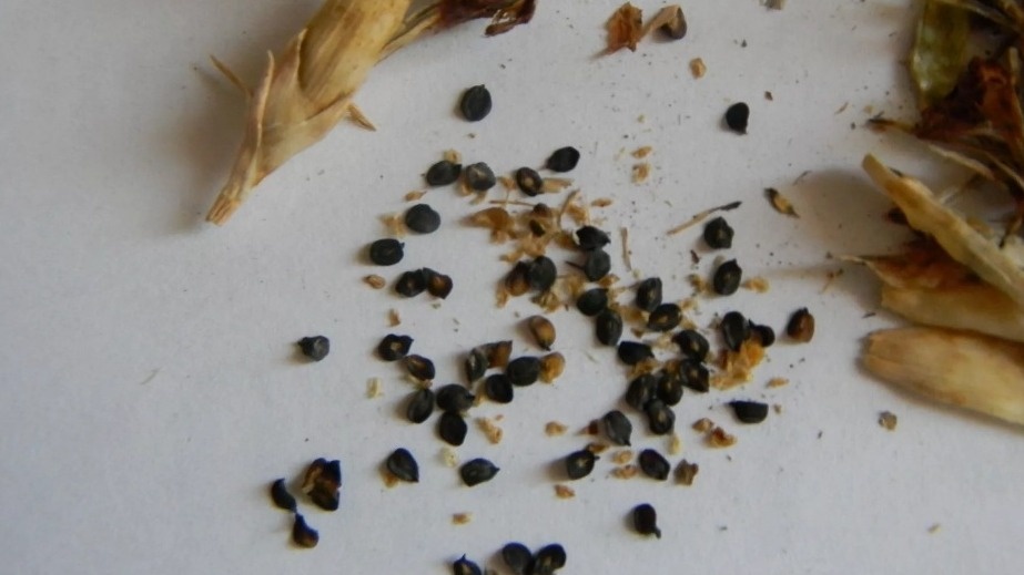 Семена турецкой гвоздики на мерзлой земле - никакой обработки не требуется