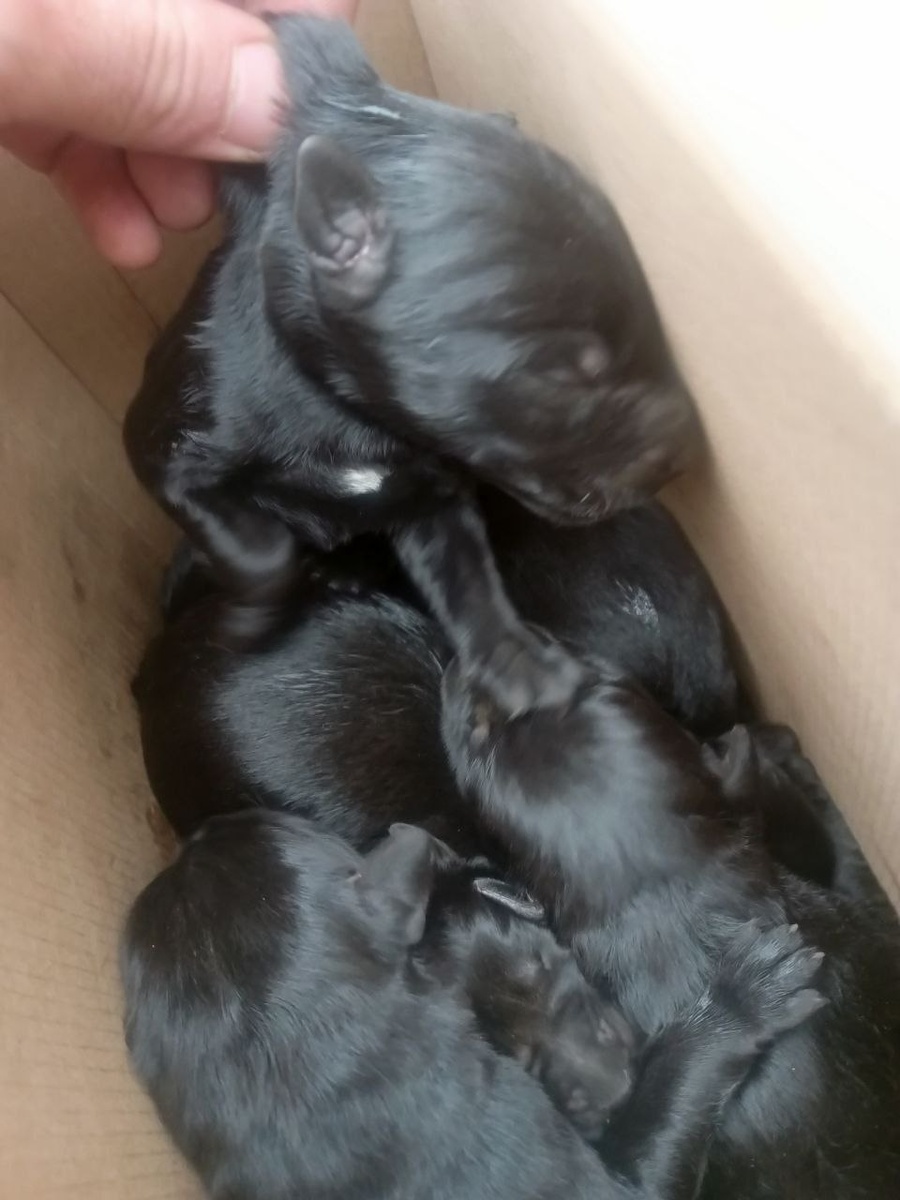 Вот такими новорожденными крошками щеночки попали в приют. Думаю, все понимают что такое выкормить таких малышей, сколько надо сил, чтобы делать это не прекращая остальную, очень большую по объему работу! А ещё, щенки в приютах для взрослых собак крайне редко выживают, так как в приюте много разной инфекции. У директора нашего приюта большой опыт спасения щенков и котят от этих инфекций, поэтому малыши выживают.