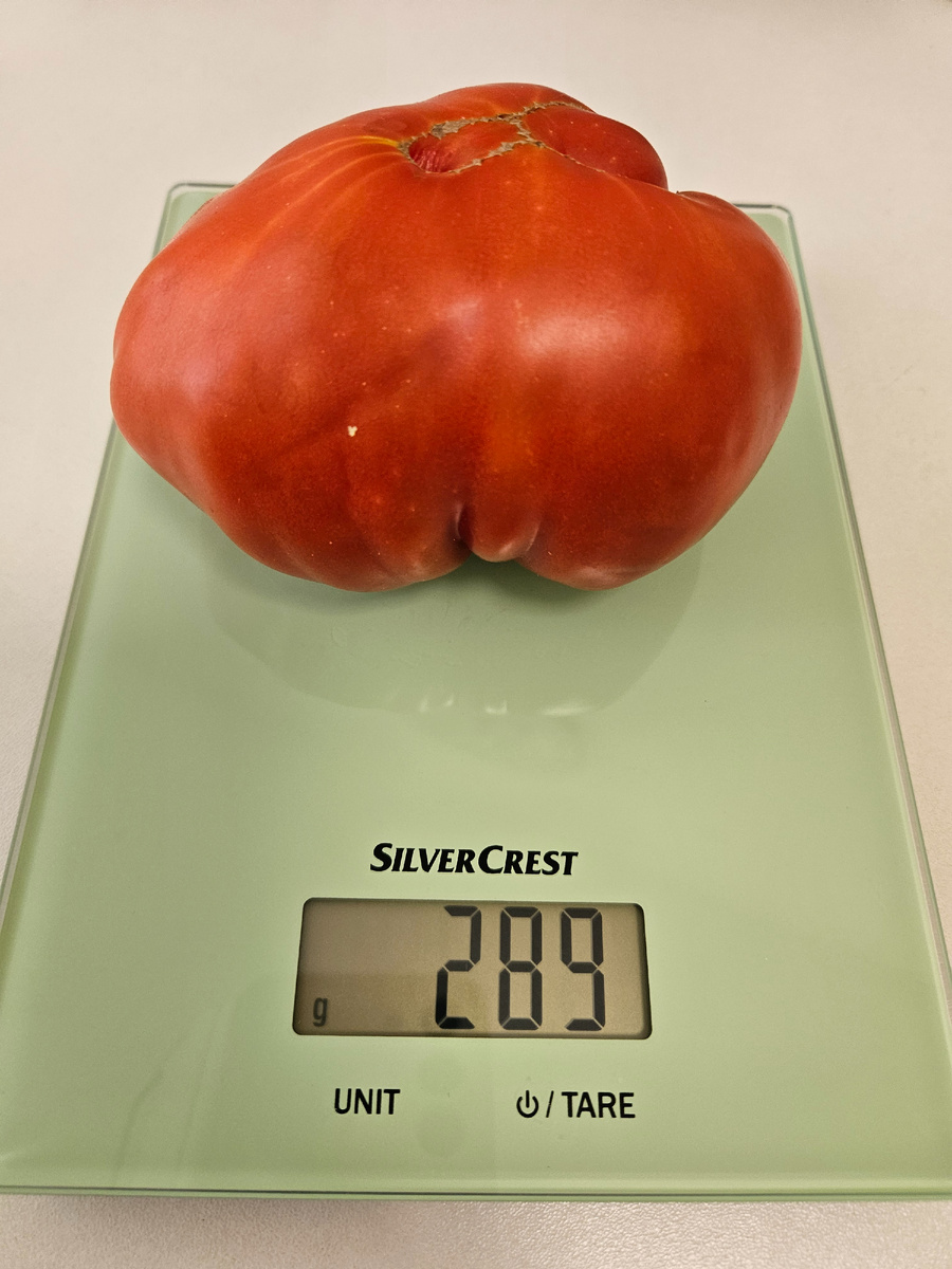 Сорт "Бессемянный гигант"