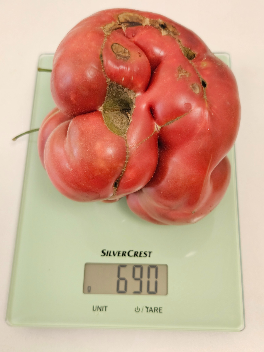 Сорт "Хелен"