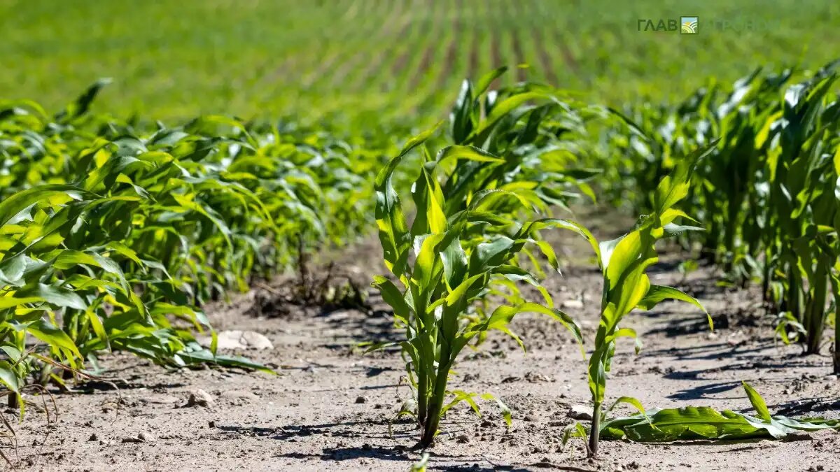 Фото:© Виталий Рыбалко / Glavagronom.ru
В Новосибирске создают генетическую карту сельхозкультур
