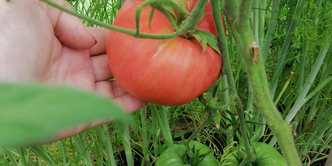 Выращиваю неприхотливые томаты без капризов. 6 сортов плодоносят до морозов