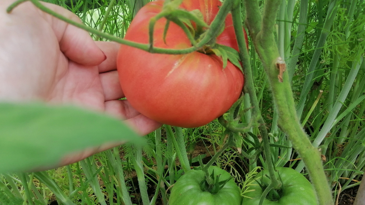 Неприхотливые сорта плодоносят до самых холодов