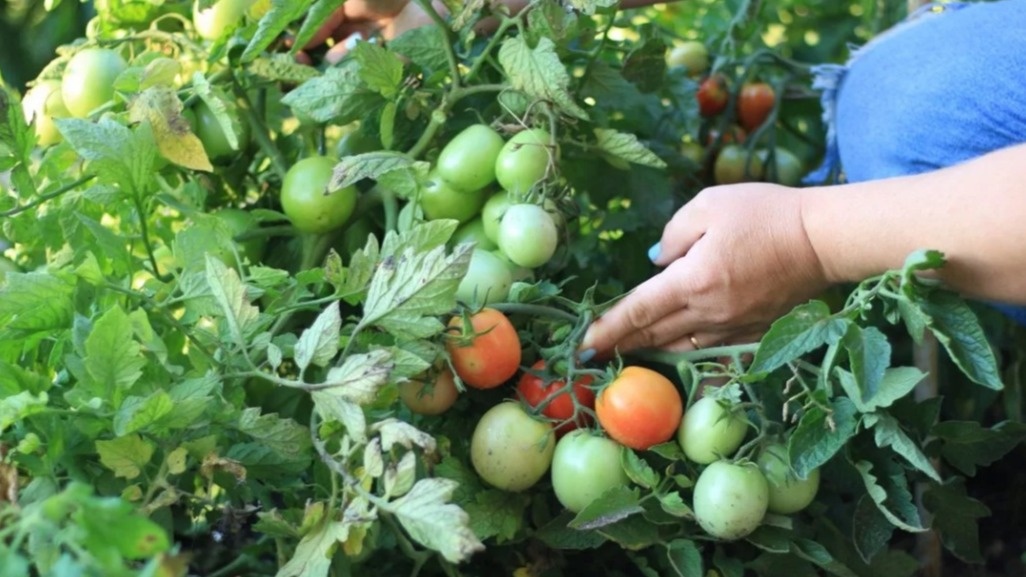 Санька в разгар сезона - компактный размер, максимум отдачи