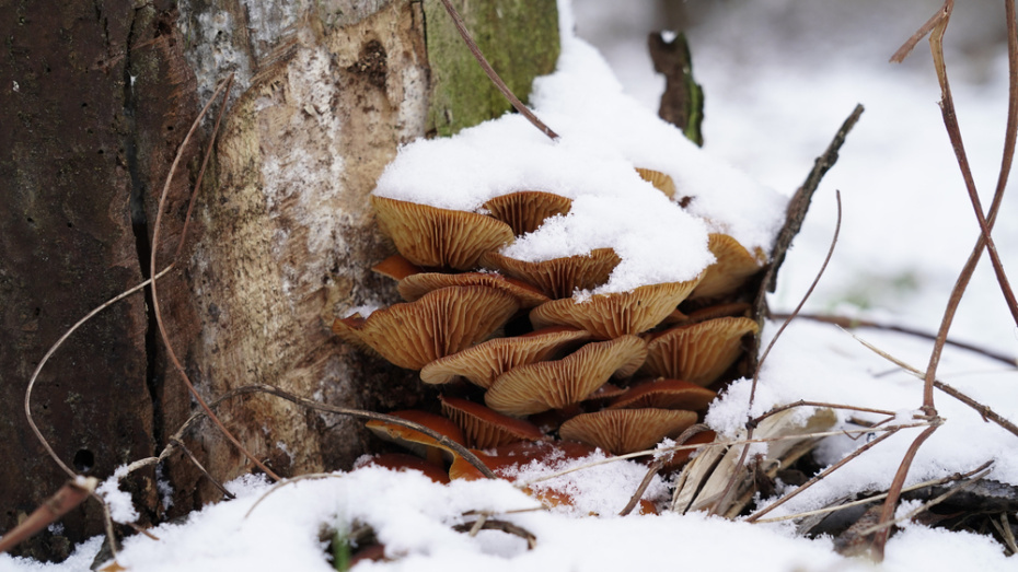    Shutterstock/FOTODOM