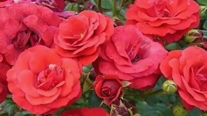 Выбираю садовые розы по 5 четким правилам. Больше не путаю виды в магазине