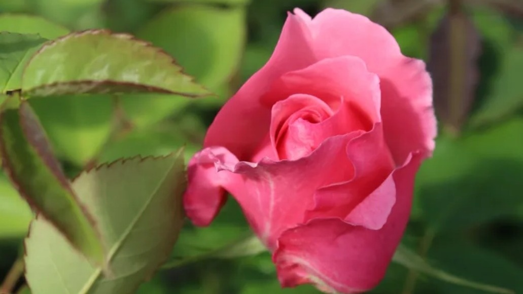 Классический признак чайно-гибридной розы - одиночный цветок на длинном стебле