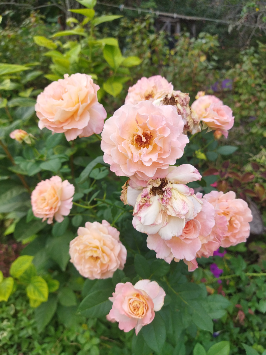 Августа Луиза