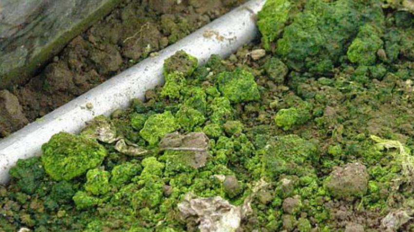 Вот так выглядела моя теплица в начале ноября — зеленый мох покрыл всю землю