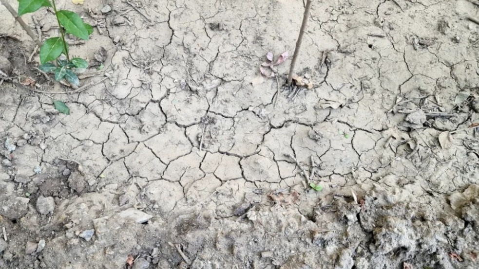 Так выглядит земля после обработки хлоркой — мертвая и непригодная для растений