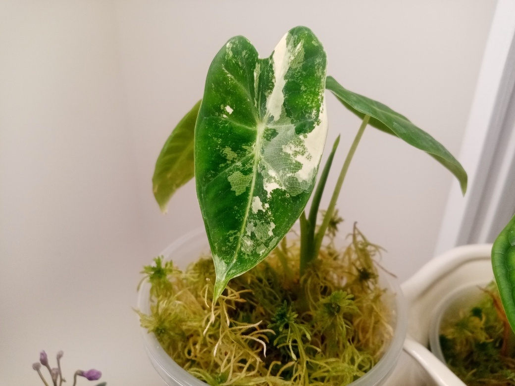 Маленькая алоказия Фрайдек: всешл три малюсеньких листика и один намечается.