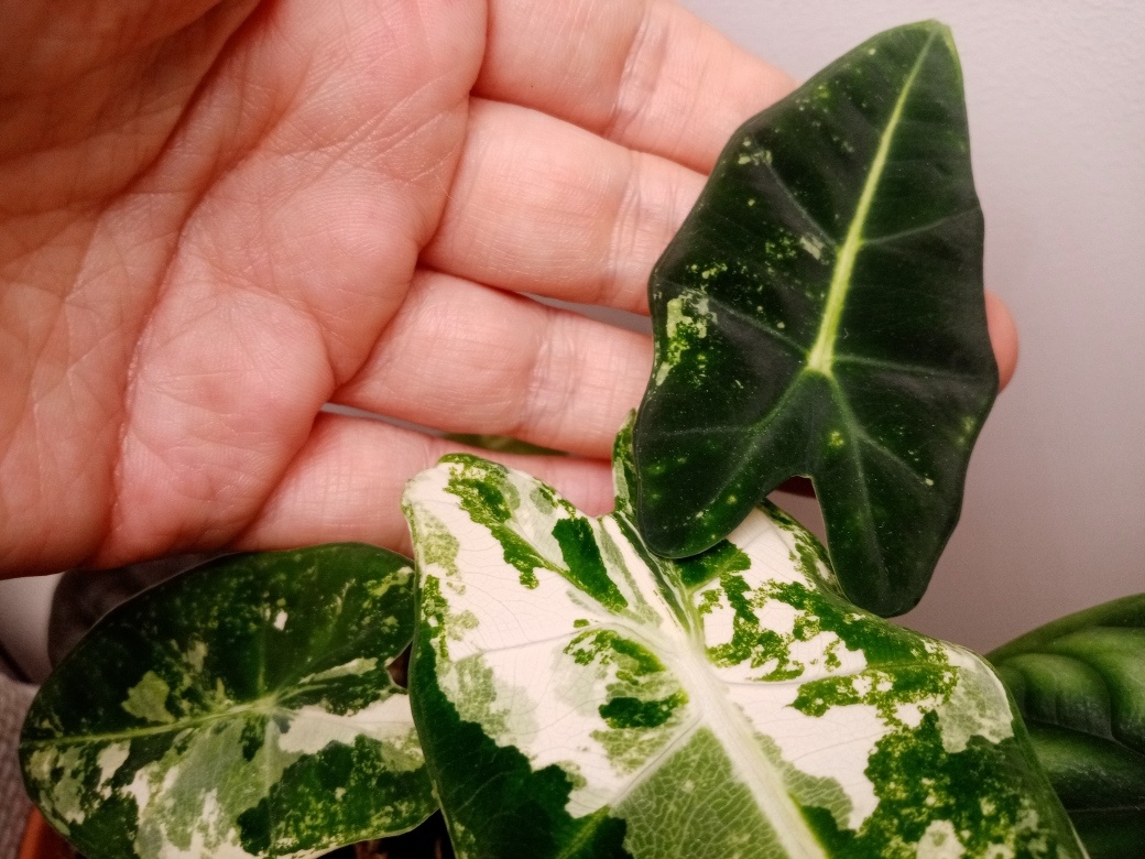 Этот лист раскрутился уже дома, не очень яркий, но зато очень красивый! Невероятная глубокая зелень.