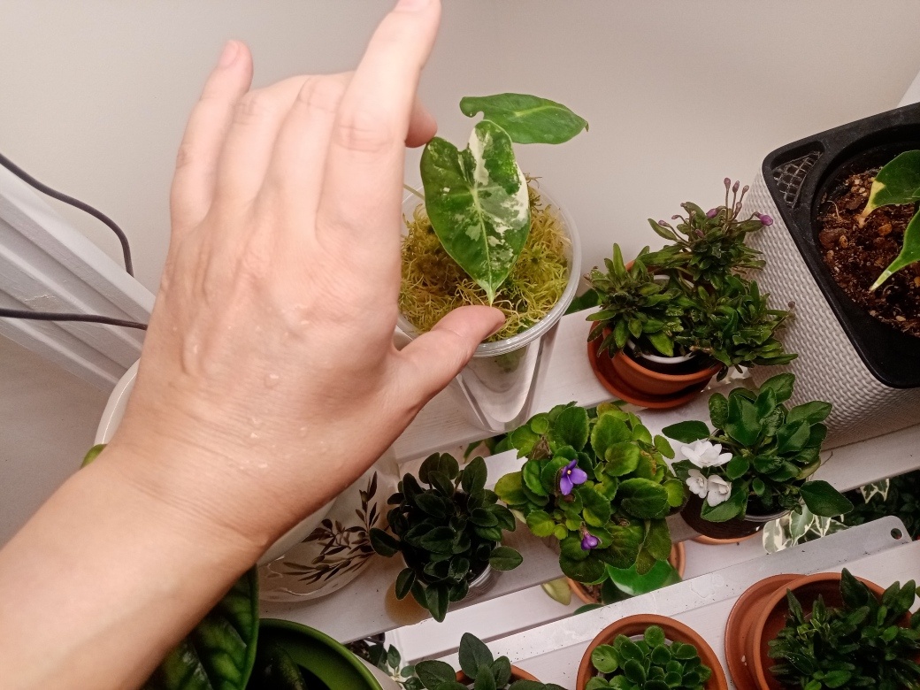 Размер самого большого листа, остальные и того меньше.