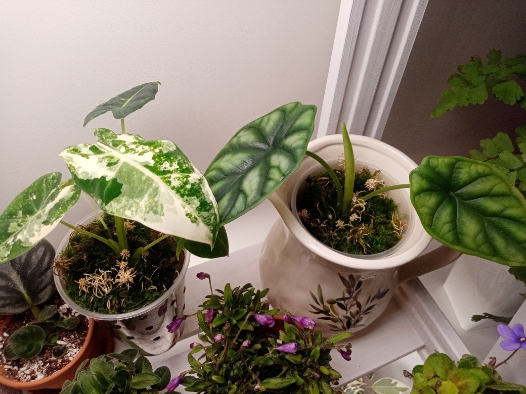 Две подружки