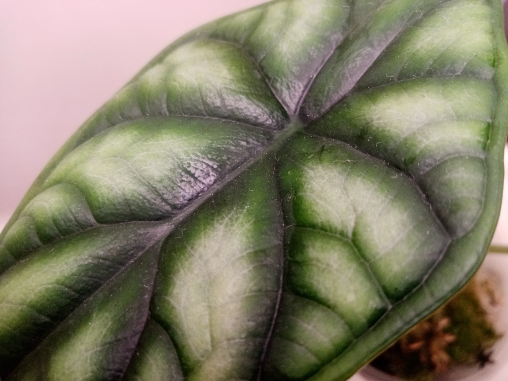 Алоказия Шкура Дракона