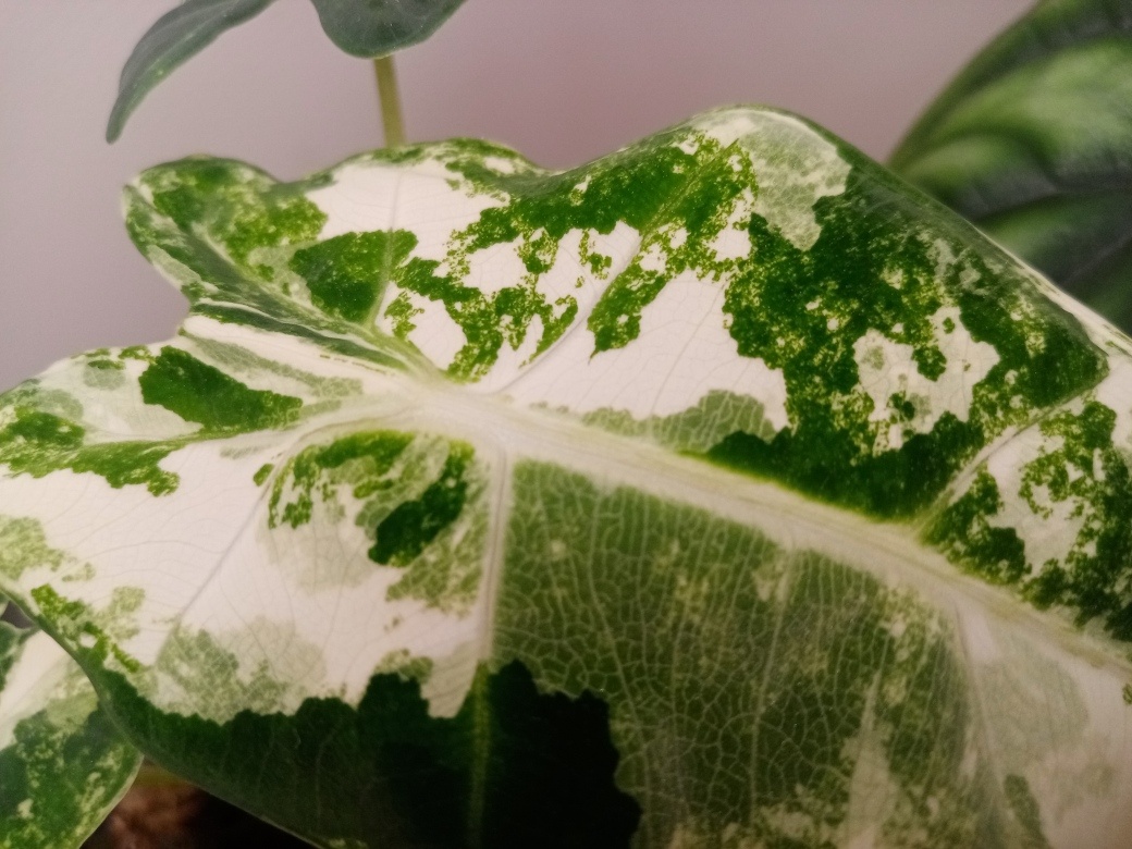 Алоказия Фрайдек вариегатная