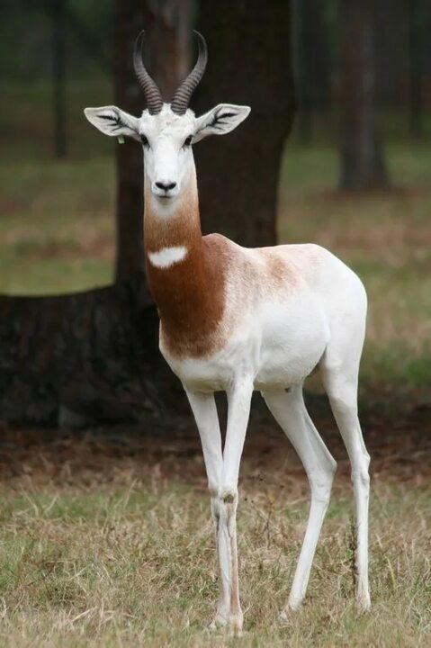 Газель Дама. Фото из сети.