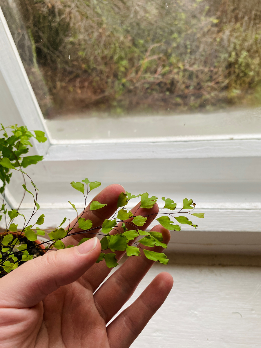 Мне подарили растение Венерин волос. Обычно я не держу растения дома, но этот оставлю - повешу его в душевой, когда там закончится ремонт, так как растение любит влагу.