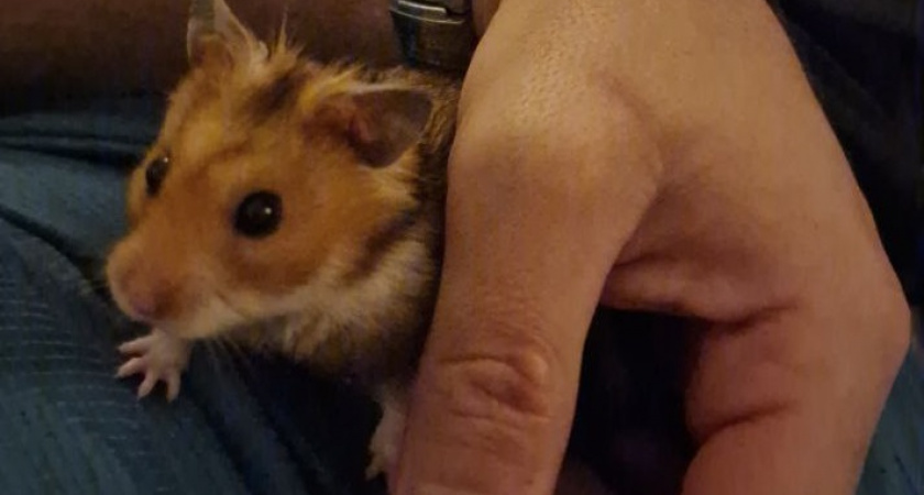    Раньше выбрасывала эти отходы, пока не узнала их секрет. Мыши и прочие вредители обходят мой дом стороной даже в ноябре — и все бесплатно