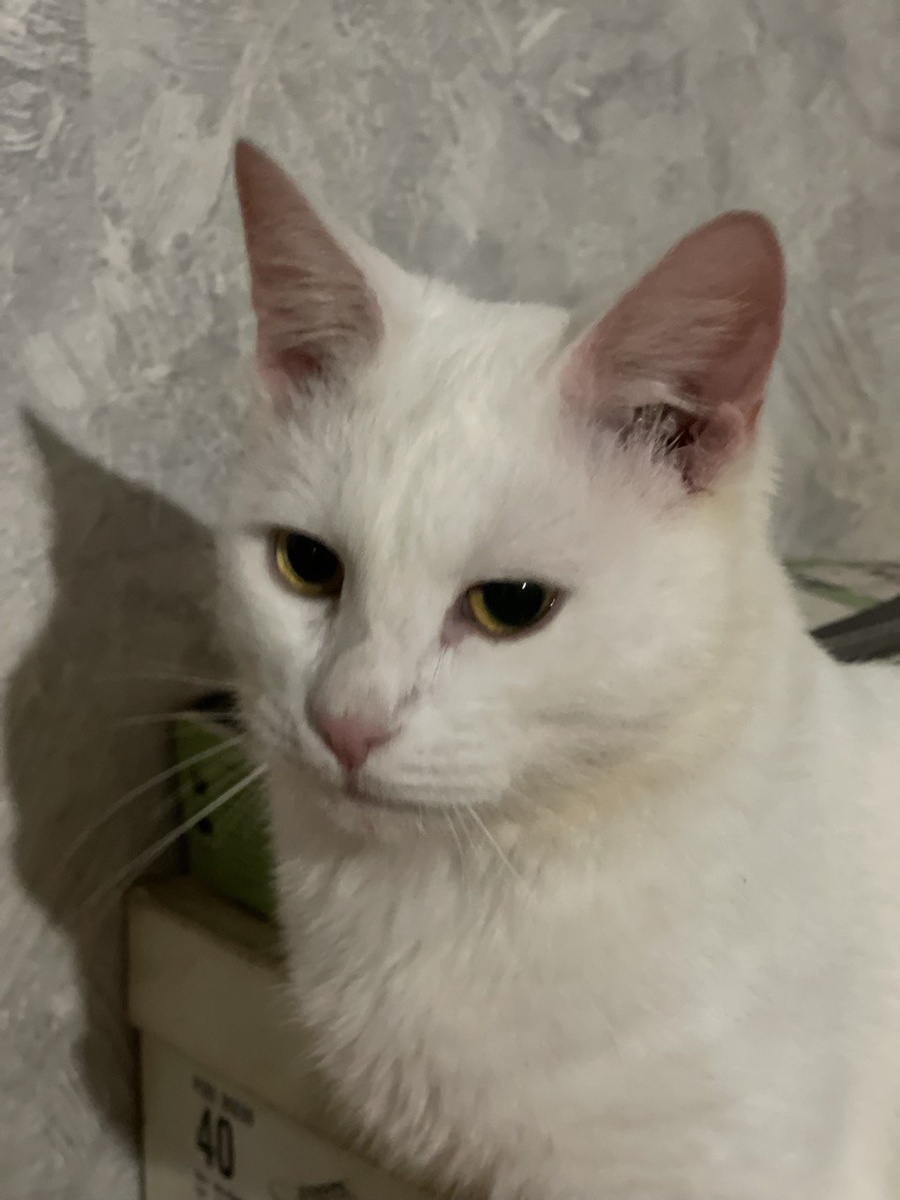 Зефир - это я