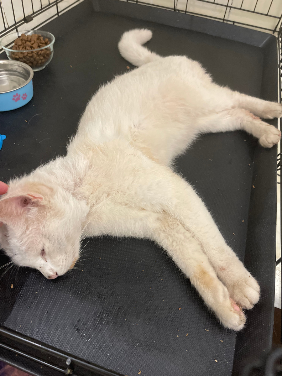 Зефир после водных процедур на карантине в нашем приюте