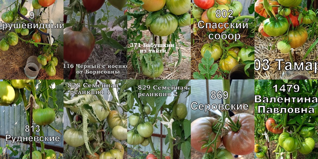 Томатная головоломка-Новые сорта vs. Старые сорта – кто победит?!
