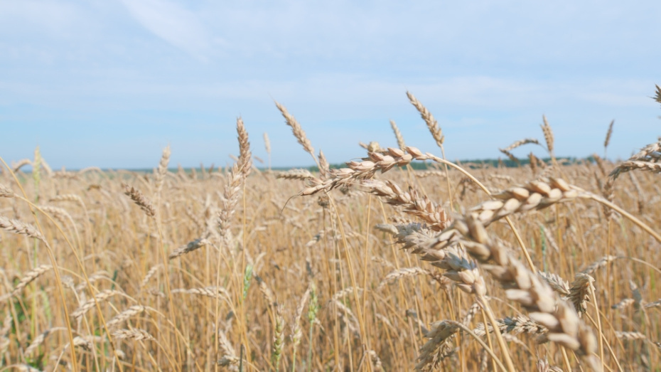    Shutterstock/FOTODOM