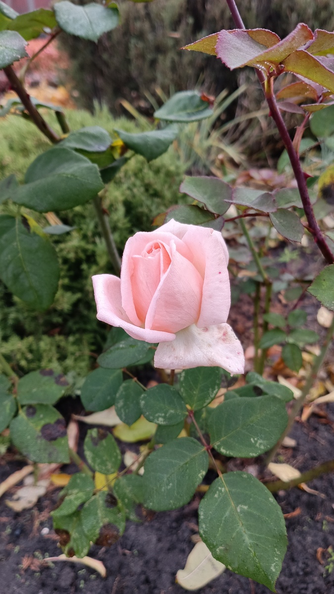 Роз стало мало