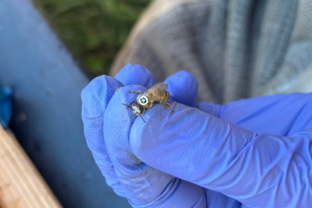 Медоносная пчела с крошечным QR-кодом, приклеенным к спине