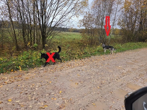 Черную  отловили.  А черно-серая   осталась на  свободе..