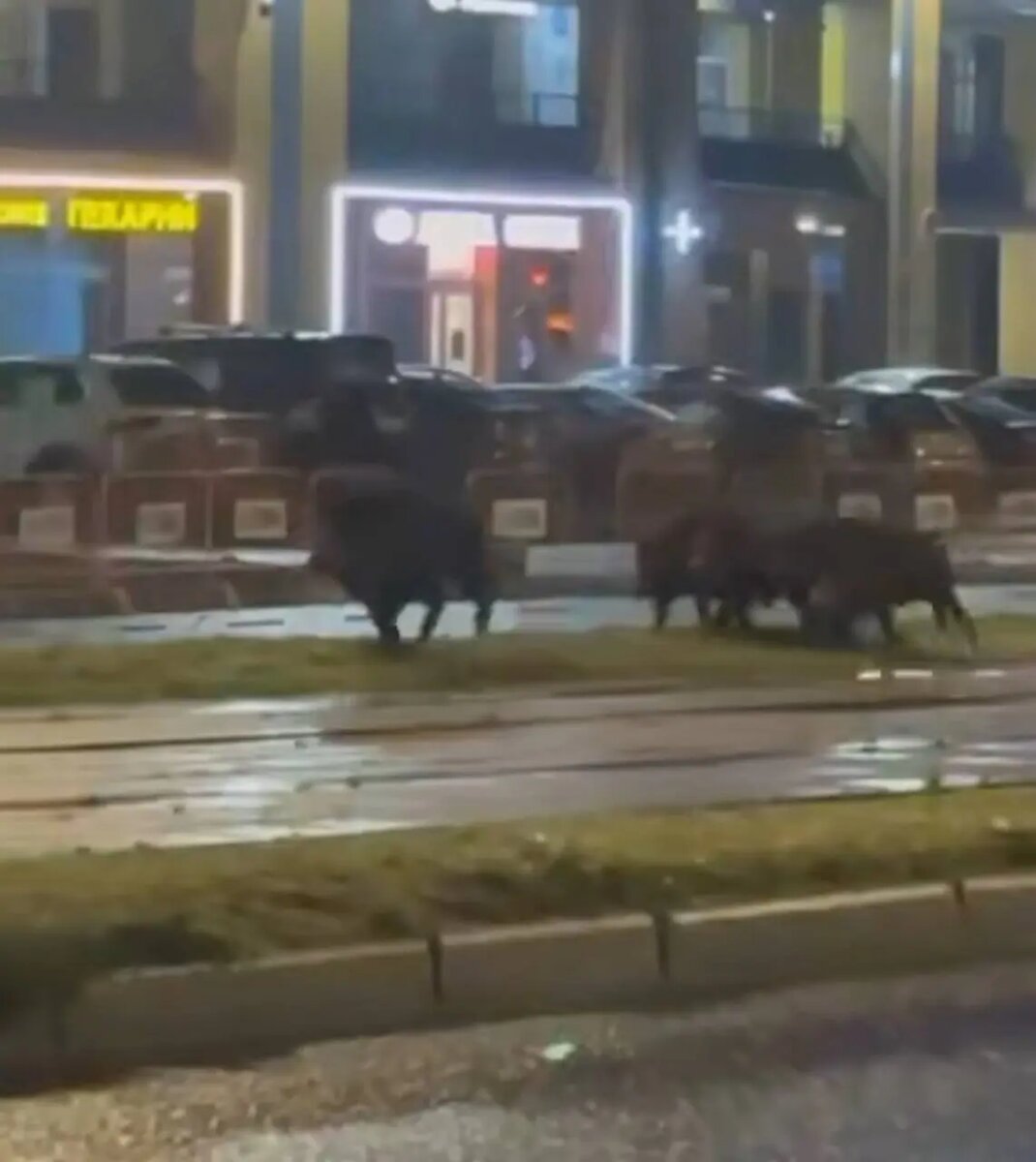    Фото: скриншот видео телеграм-канала Мегаполис | ДТП и ЧП | Санкт-Петербург | Питер