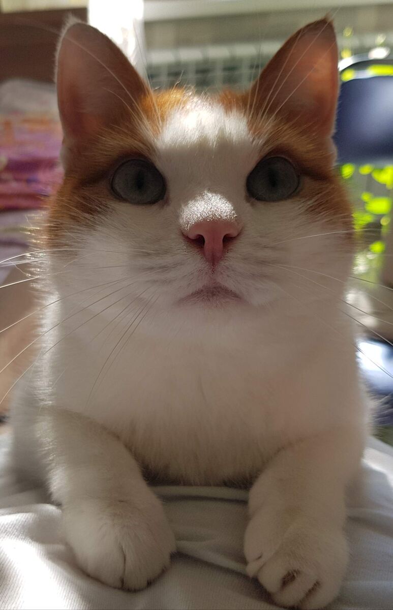 Барсик, фото моё