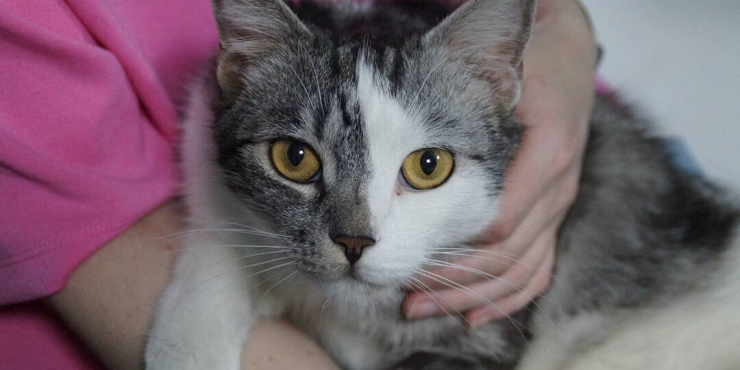 Мы написали о нём плохую статью. И только после этого кот нашёл дом