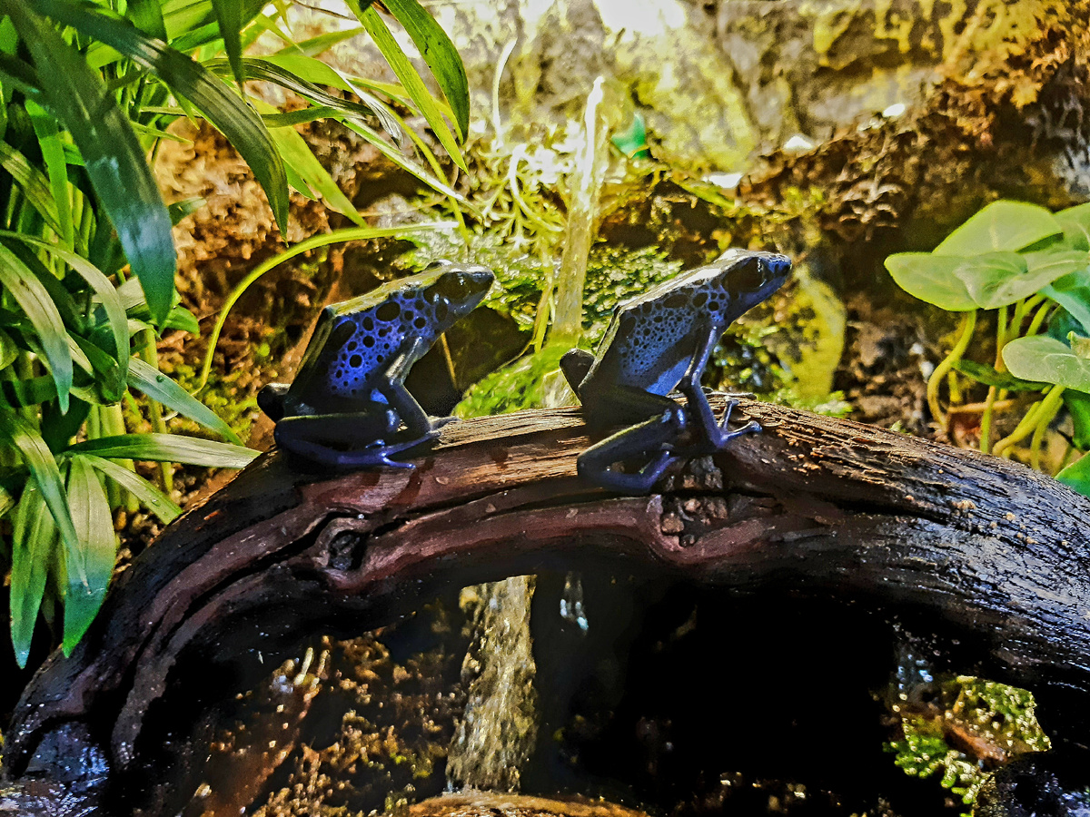 Голубой древолаз (Dendrobates azureus)