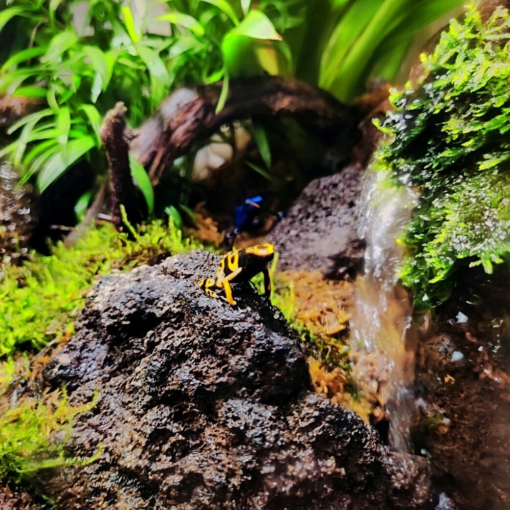 Священный древолаз (Dendrobates leucomelas)