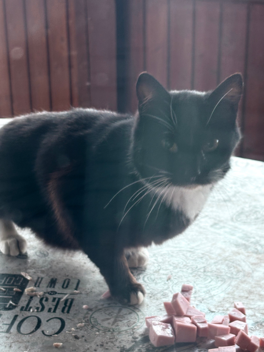 Котодевушка кота Маззи! Везде фото автора.