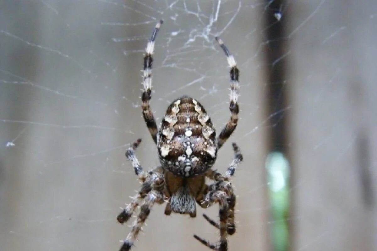    В пещере на границе Греции и Албании нашли самую большую в мире паутину