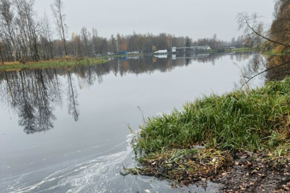    Рыба массового умирает. Фото: vk.com/spb_today