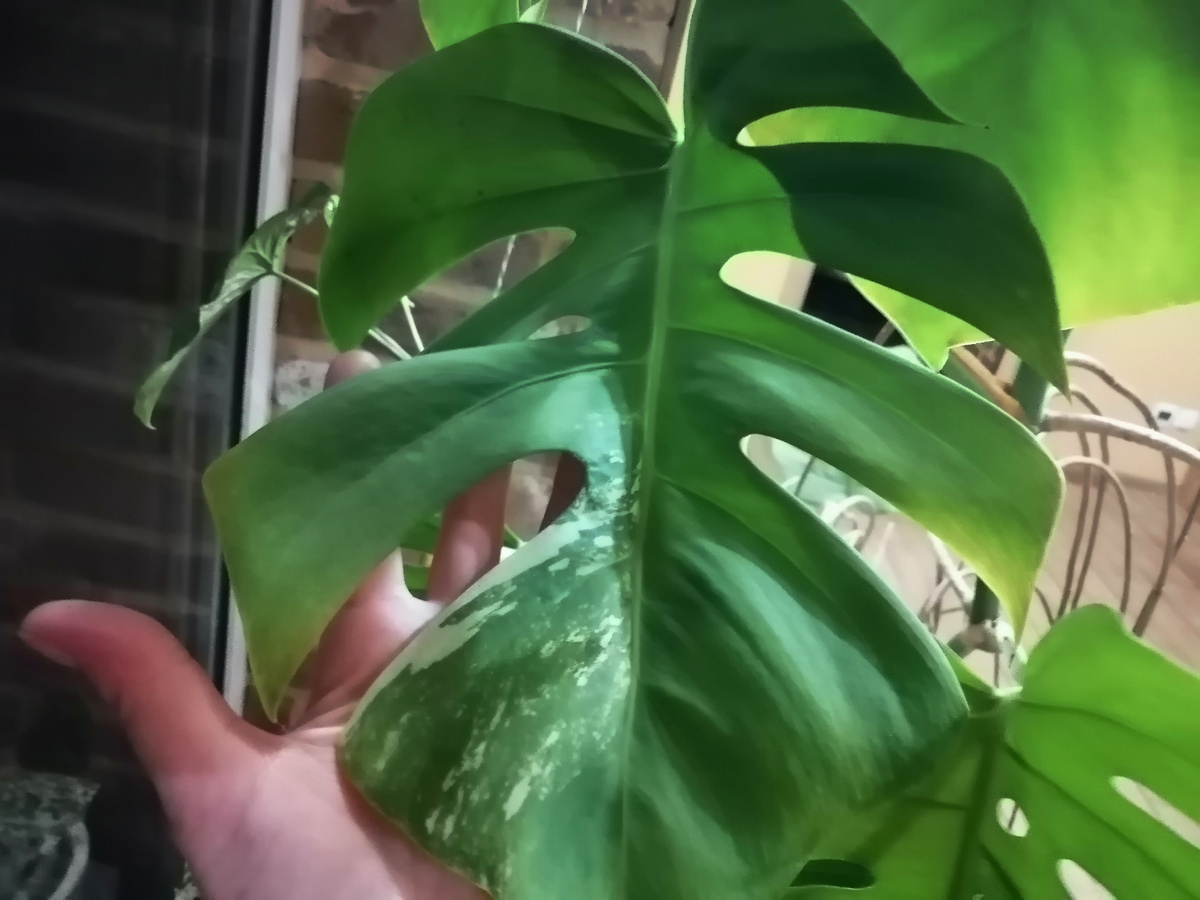 Монстера Альба в моем зимнем саду.