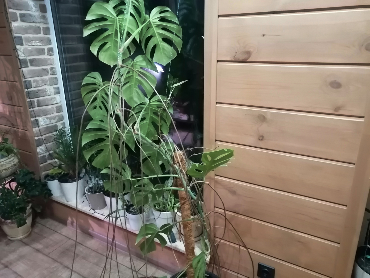 Монстера альба