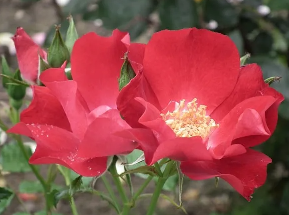 Фото Roses Victoria