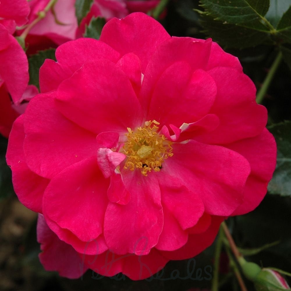 Rosa x kordesii H. Wulff. Фото Peter Beales Roses